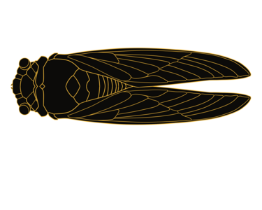 cicada-folded-sticker-blkgold